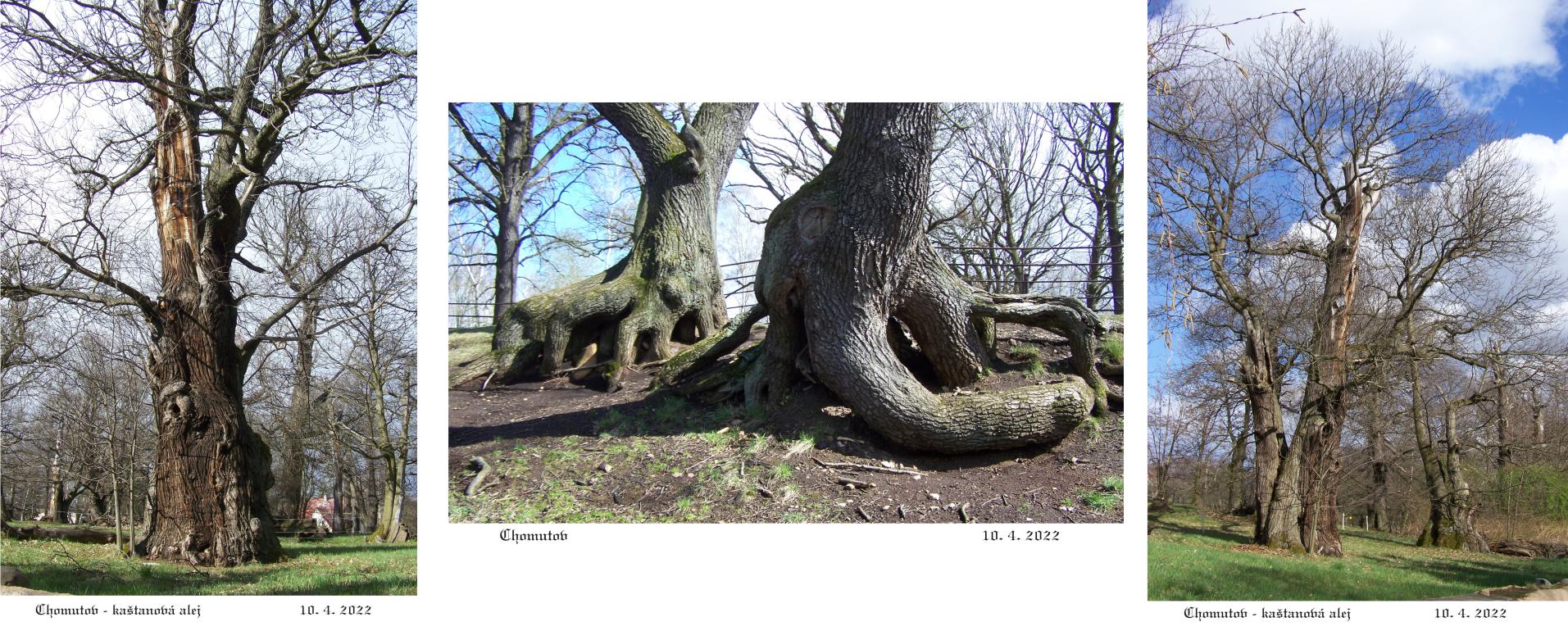 Staré stromy symbolizují dlouhověkost a odolnost.